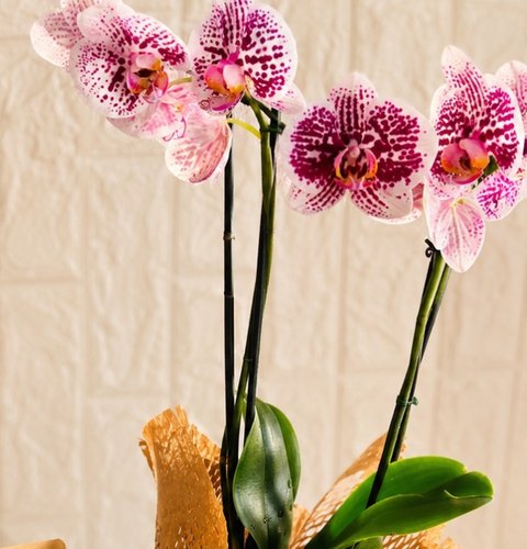 Orquídea